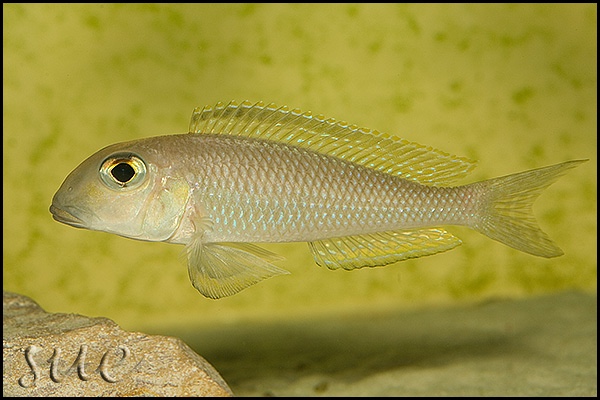 Xenotilapia boulengeri 'Isanga Bay'